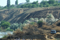 Chroicocephalus ridibundus