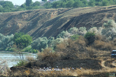 Chroicocephalus ridibundus