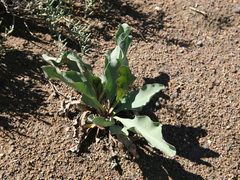 Limonium brasiliense