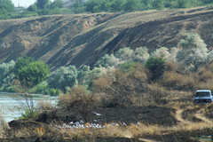 Chroicocephalus ridibundus