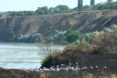 Chroicocephalus ridibundus