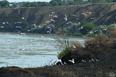 Chroicocephalus ridibundus