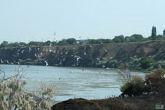 Chroicocephalus ridibundus