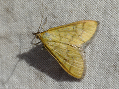 Mecyna flavalis
