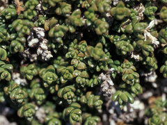 Nitrophila australis