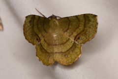 Erastria decrepitaria