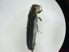 Agrilus arcuatus