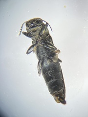 Agrilus arcuatus