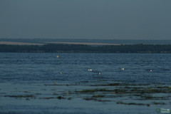 Pelecanus onocrotalus