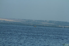 Pelecanus onocrotalus