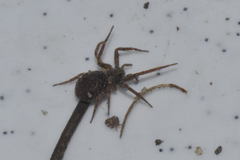 Pulchellodromus bistigma