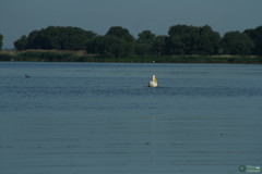 Pelecanus onocrotalus