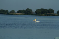 Pelecanus onocrotalus