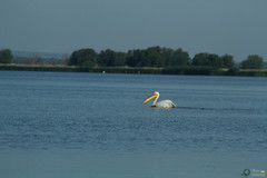 Pelecanus onocrotalus