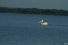 Pelecanus onocrotalus