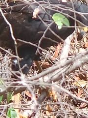 Buteogallus urubitinga urubitinga