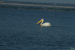 Pelecanus onocrotalus