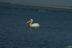 Pelecanus onocrotalus