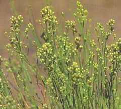 Baccharis spartioides