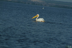 Pelecanus onocrotalus