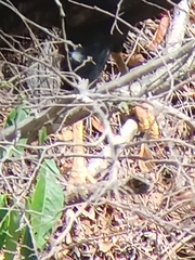 Buteogallus urubitinga urubitinga