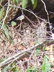 Buteogallus urubitinga urubitinga