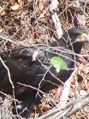 Buteogallus urubitinga urubitinga