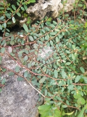Euphorbia thymifolia