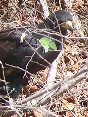 Buteogallus urubitinga urubitinga