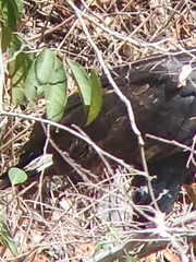 Buteogallus urubitinga urubitinga