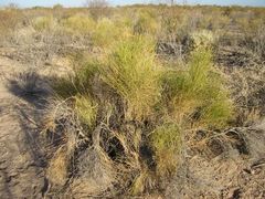 Baccharis spartioides