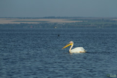 Pelecanus onocrotalus