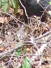 Buteogallus urubitinga urubitinga