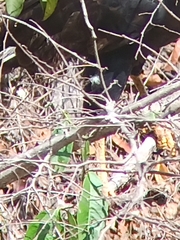 Buteogallus urubitinga urubitinga