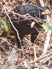 Buteogallus urubitinga urubitinga