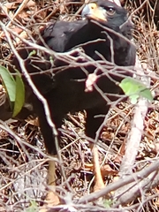 Buteogallus urubitinga urubitinga