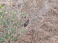 Buteogallus urubitinga urubitinga