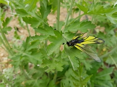 Libelloides sibiricus