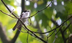 Ficedula albicollis