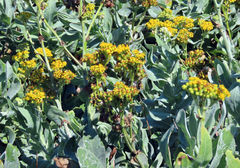 Senecio lanceus