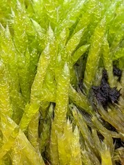 Brachythecium albicans