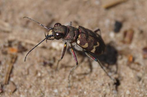 Northern Dune Tiger Beetle, Soest, Nederland, photo 7 of 10