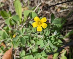 Oxalis pilosa