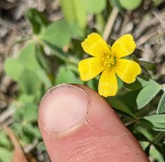 Oxalis pilosa