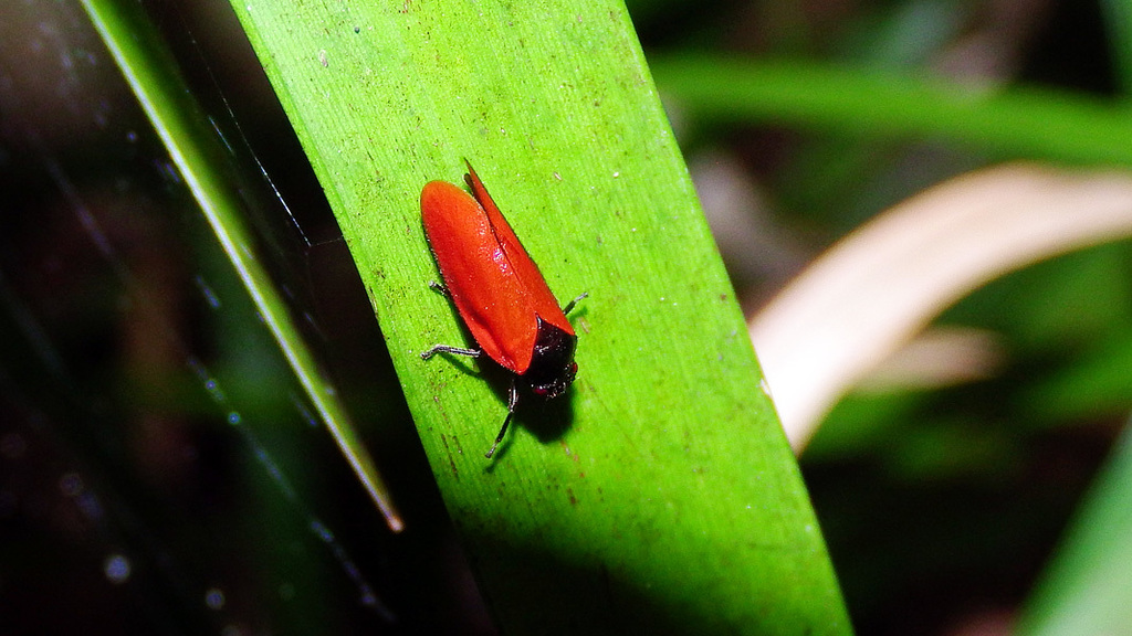 Abidama rufescens