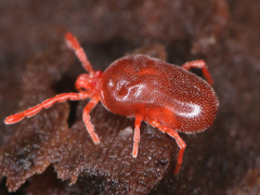 Acari