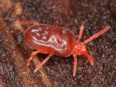 Acari