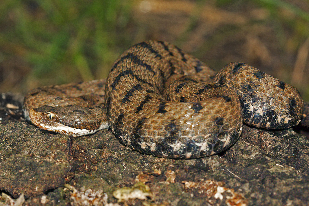 Vipera comune