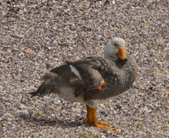 Chubut Steamer Duck photo 4