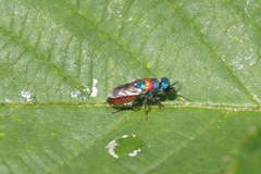 Succincta group